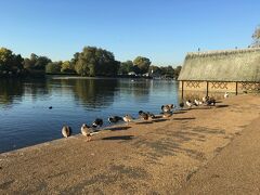 サーペンタイン池には水鳥がたくさんいました。
お天気がよく空気もきれいです。