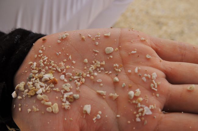 星の砂といっても珊瑚なので<br /><br />砂場にはありません<br /><br />打ち上げられた珊瑚の密集地をまず探します<br /><br />と言っても直ぐに見つかります<br /><br />手の平にくっつけてひっくり返します<br /><br />何処にあるか解りますか？<br /><br />星型の珊瑚を探してみてください