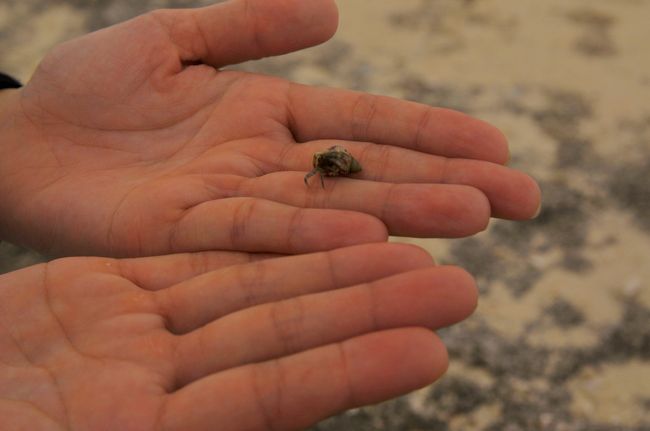 拾ってみました