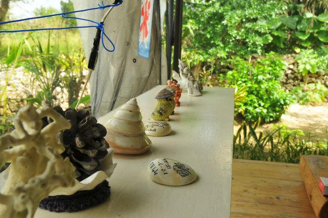 貝殻など沢山展示してあります