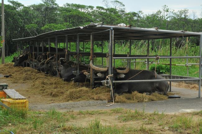 宿泊先のエコヴィレッジさんのお迎えの車に乗り<br /><br />由布島の入り口を案内して頂きました<br /><br />明日、行こうね?と話す