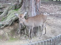 その後は、東大寺へ。
 
この辺に来ると、鹿がたくさんいます。

