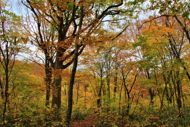 白神山地 世界遺産の径 ブナ林散策道 白神山地 青森県 の旅行記 ブログ By 温泉大好きさん フォートラベル 白神山地 世界遺産の径 ブナ林散策道 白神山地 青森県 の旅行記 ブログ By 温泉大好きさん フォートラベル