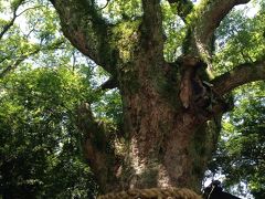 朝食は名古屋駅地下街でモーニングを。
パン食べ放題、コーヒー付き￥４９０でした。

熱田神宮の御神木。「手」みたいですね。
パワーを貰うため樹の下で深呼吸。


