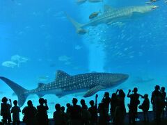 次に美ら海水族館です。やはりジンベイサメが泳ぐ大水槽は圧巻。いつまでも見ていたい気分になります。