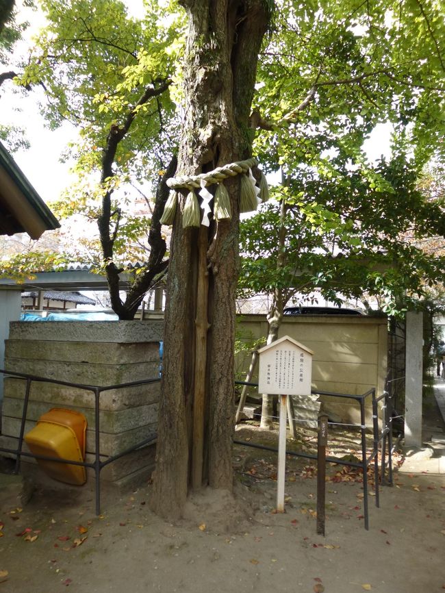 ご神木<br />厄除けの公孫樹（いちょうの木）<br />　<br />んっ！那古野神社は始めて来たのかな？<br />このご神木は見た記憶がない！？<br /><br />