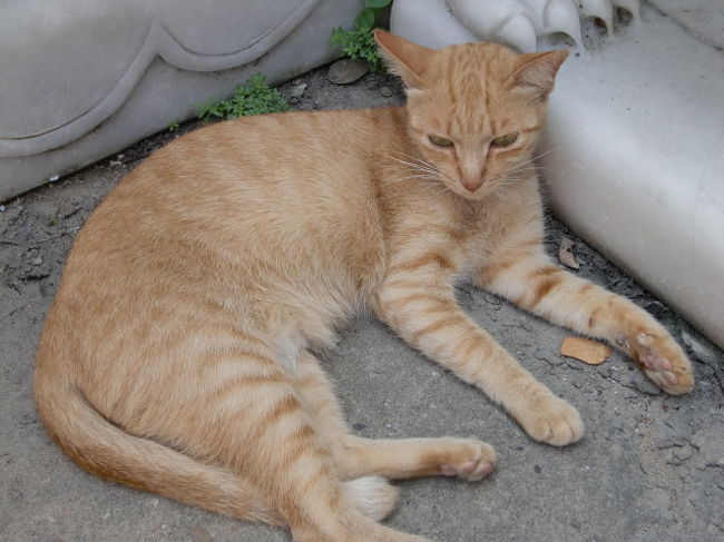 野良猫ちゃん。<br />おとなしくお昼寝中？