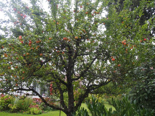 リンゴの木です
