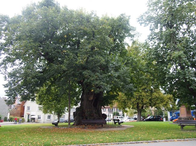 広場の中央にある木です。