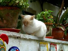 オビドスのメインストリート、ディレイタ通りに出てくる。

この猫ちゃん、メインの通りのお土産屋さんで飼われていたかと。
この後何度もお目にかかるがいつも寝てばっかり。