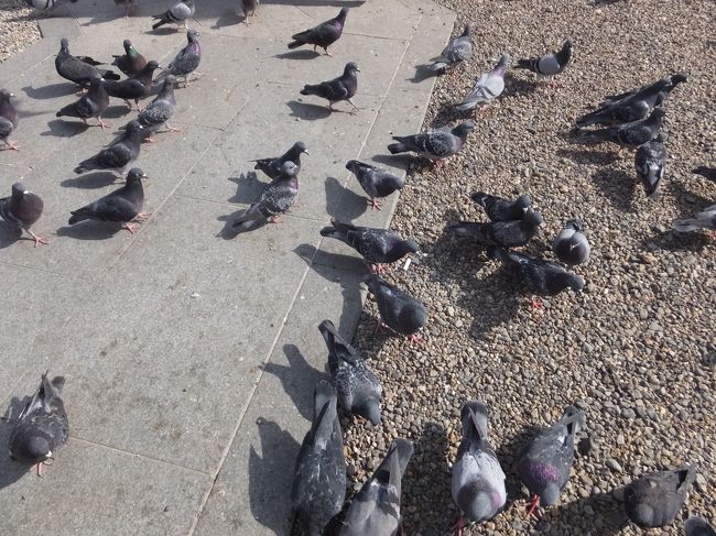敷地内にはハトがたくさん。<br />餌やりをしている子供もいました。<br /><br />私は妊娠中のためあまり近づかないようにスルー。