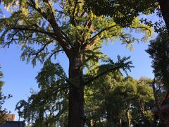 飯香岡八幡宮の逆さイチョウ。源頼朝がイチョウを逆さに植えて、それが根付いたっていう話があるらしい。
本殿は工事中だった。