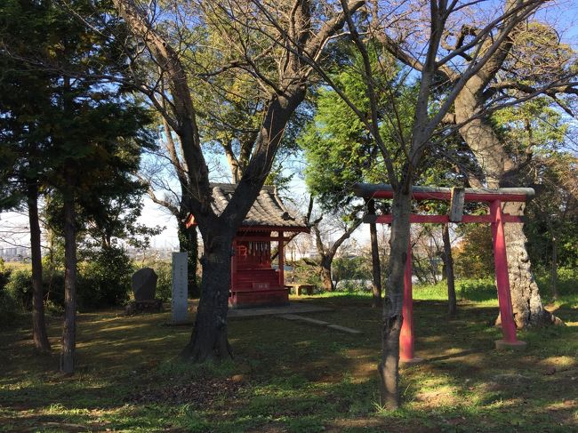 【駅からハイキング】秋薫る菊花展観賞と歴史薫る上総国いちはらハイキング
