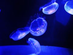 水槽の中のクラゲたち。

クラゲたちはただ、水の中に浮かんでいるわけではない。

浮かびながら、その躰の形を膨らませたり縮めたりしながら、推進力を作り出している。
