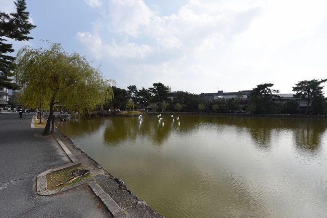 猿沢池です<br />749年にできた人口池だとか・・・<br />https://ja.wikipedia.org/wiki/%E7%8C%BF%E6%B2%A2%E6%B1%A0
