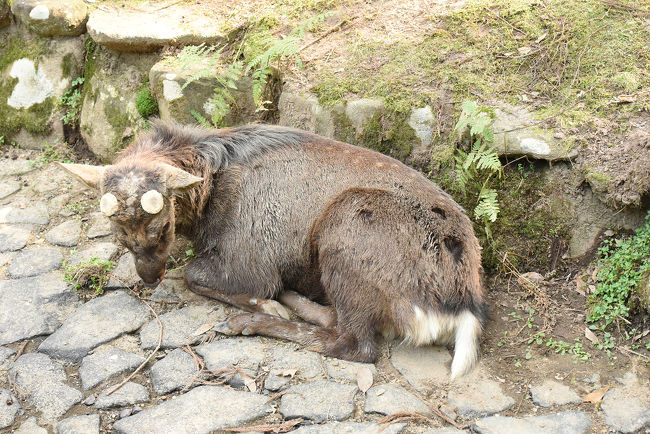 角を切り落とした鹿がいます