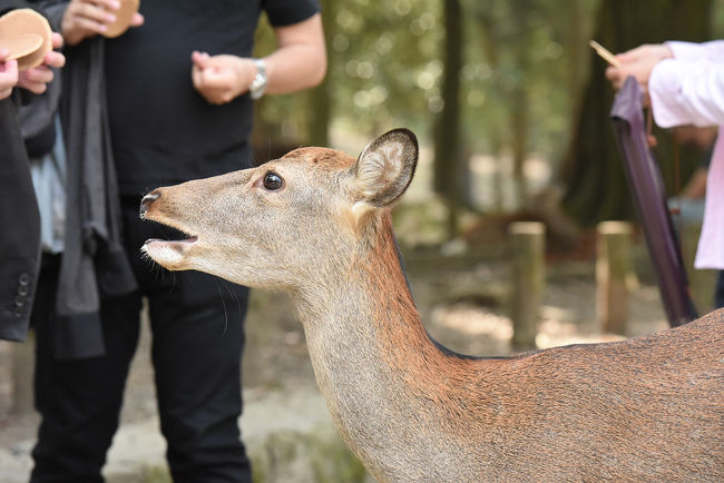 煎餅を持っていると、よってきます