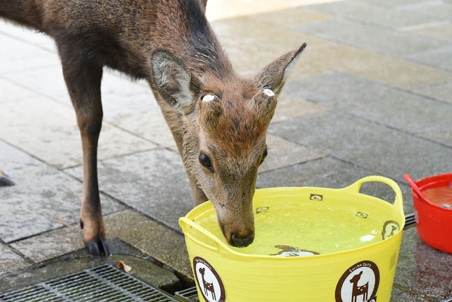 鹿用でしょうかね？