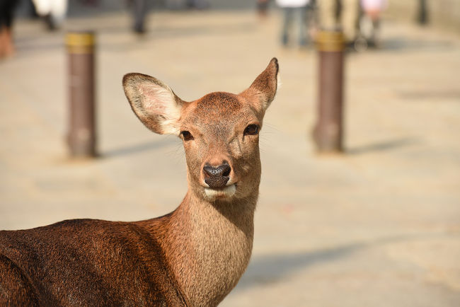 糞に気をつけながら、シカ撮影<br />日が当たるといい感じですね〜