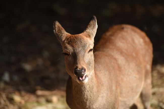 見学後、再び鹿さまです〜<br />外国人も多いですね・・・