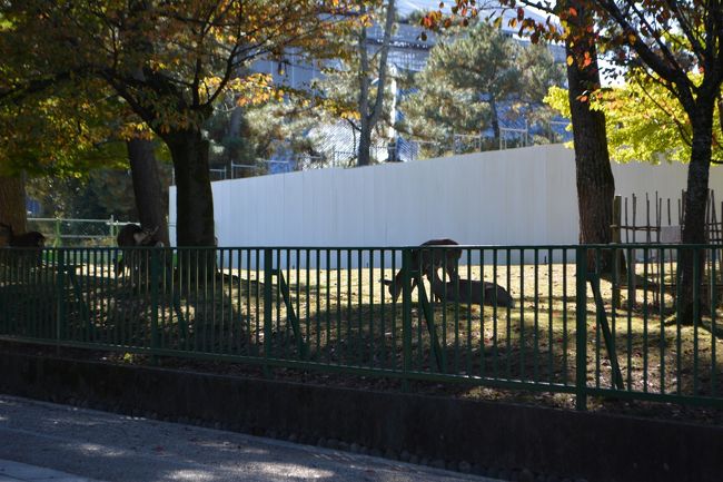 近鉄奈良駅から奈良博まで歩きます。