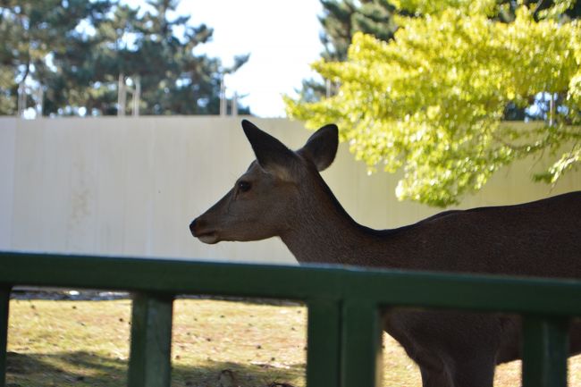 奈良といえば、鹿。春日神社の神の使いなので、乱暴したらいけません。