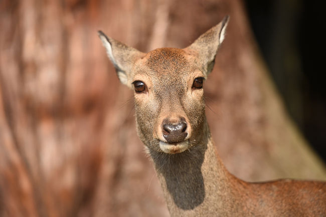 F8で撮影したため、いまいちな写真になりました・・・F16で撮るべきでしたね(泣)