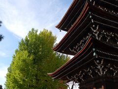 飛騨国分寺の大イチョウ、少し早いようです。