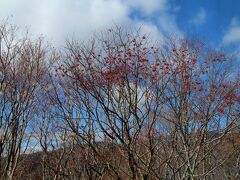磐梯吾妻スカイライン
紅葉の名所ですが、残念ながら完全に落葉。
ナナカマドの赤い実だけ残っていました。