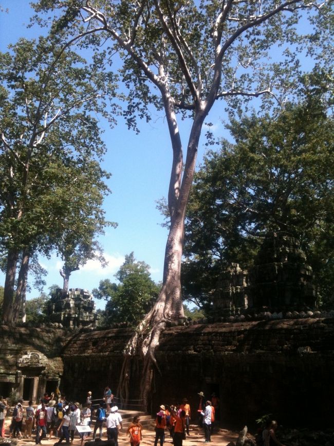 タ・プローム寺院のガジュマルの木です。