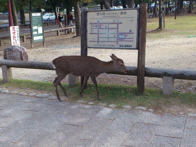 奈良公園