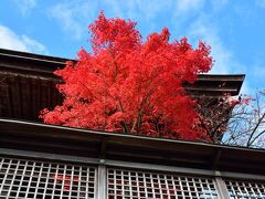 檀上伽藍と金剛峰寺のあいだにある六時の鐘の紅葉。まるで顔を出しているみたいでした。