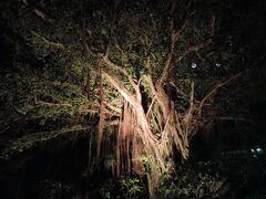 ホテルまで歩いてる途中に
ホテルの外の木がライトアップされていて綺麗☆
そして部屋に戻り就寝で〜す