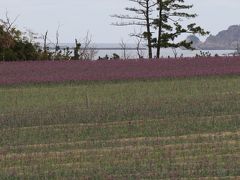 昼食の後、最後の目的地「鳥取砂丘」へ向かいます。

浦富海岸から砂丘へ向かう途中、この時期ならでは観光スポットと言うことで、「砂丘らっきょう」畑に寄り道します。

丁度、10月下旬から11月上旬に「らっきょうの花」が咲くのです。
らっきょう畑は丘一帯に広がており、紫色の花が咲いてました。