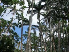 写真じゃ分かりにくいのですが、このヤエヤマヤシ達めっちゃ背が高いのです。
この群生も良いのですが、道中の遊歩道も癒されます。