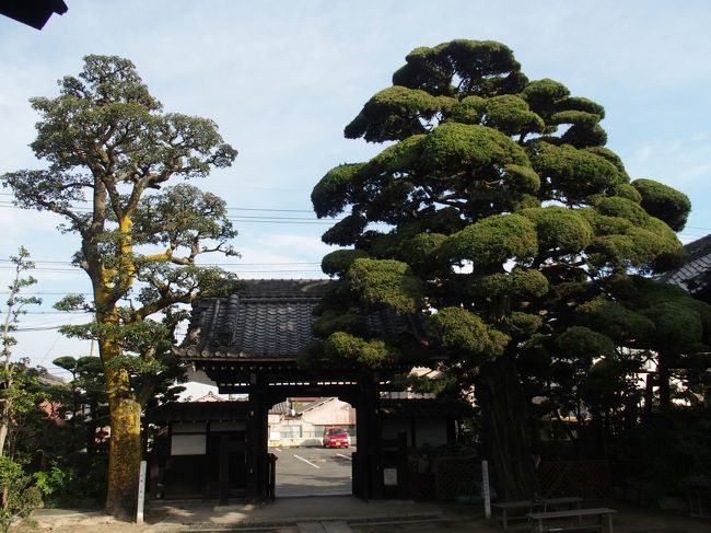 向かって右がイブキ、左がクロガネモチ