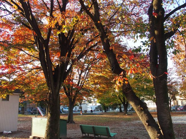 白山社隣の野田第一公園は紅葉が美しかったです