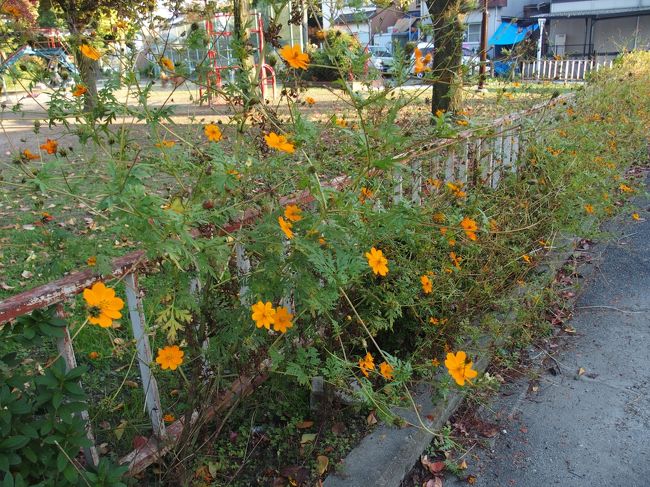 キバナコスモス