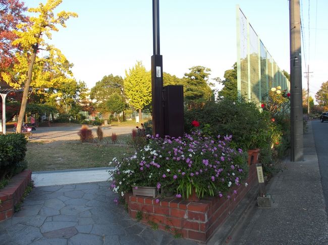 バラやコキアもありました