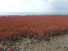 高伝寺から10km、有明海岸にある干潟よか公園。
ここはシチメンソウという塩水でも育つ植物が群生していて、11月上旬に赤く色づくシーズンを迎える。