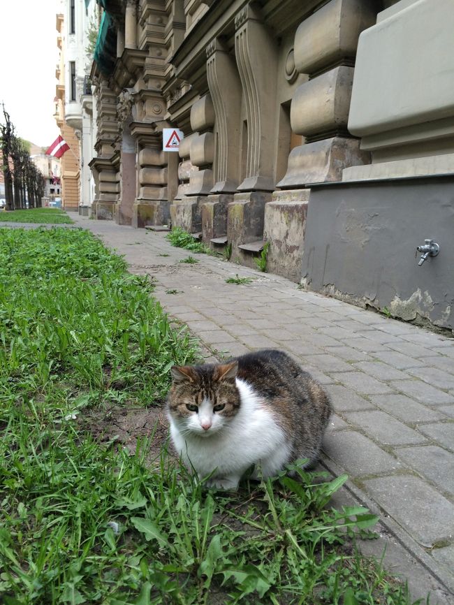 にゃんこ発見。