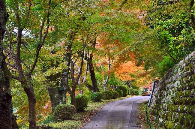 2015紅葉（1） 晩秋紅葉を探して南飛騨へ』下呂温泉(岐阜県)の