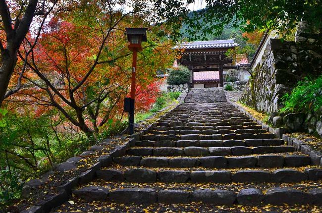 半額以下で買えるクーポン特集 2015紅葉（1） 晩秋紅葉を探して南飛騨へ』下呂温泉(岐阜県)の 絵画+タペストリー