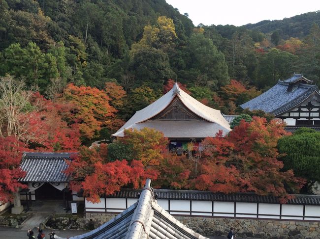 天授庵の周りが赤いです