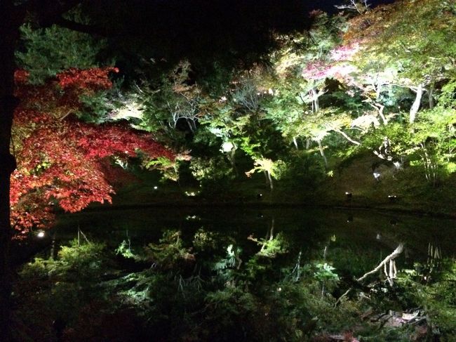 池の周りのライトアップ<br />池に映って綺麗