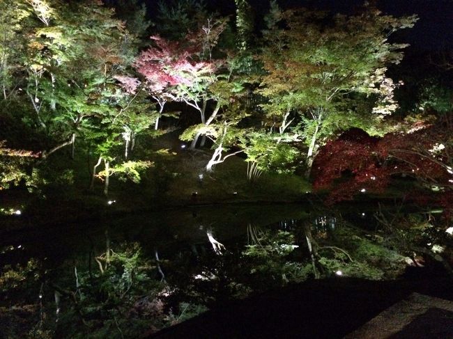 高台寺の紅葉は残念ながら もう少し先かな<br />の状態でしたが  これはこれで幻想的でキレイです