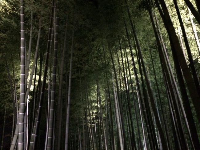 竹林もライトアップされてステキ