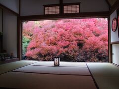 見頃を迎えたドウダンツツジの紅葉

豊岡市但馬町相田、樹齢約１６０年、枝が縦横約１０ｍと広がっており、今年は１０月下旬から朝夕の冷え込みが強まり、例年より約１週間早く見ごろとなった・・・と３日後の地元誌が伝えておりました。

一般公開は１１月２３日まで