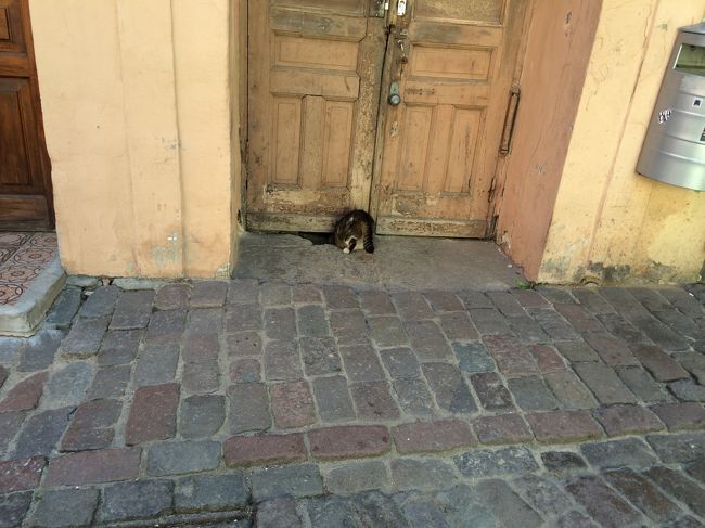 ドアの下に穴があいてて、その中に入っていきました。<br />後姿がかわいい…。