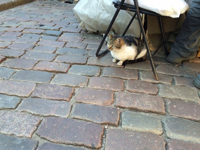 このにゃんこはイスの下でじーっとしてました。<br />露店の店主さんの飼い猫なのかな。